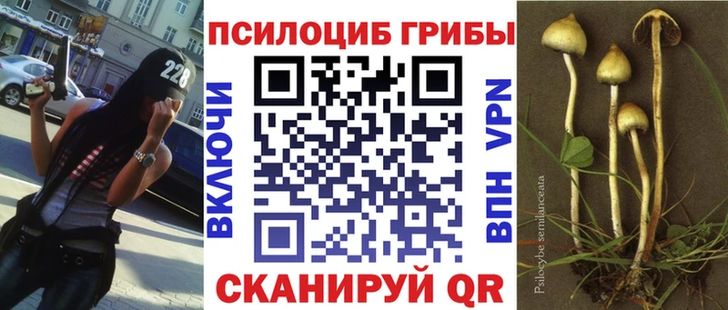 Купить где  Павлово  Псилоцибиновые грибы GOLDEN TEACHER 